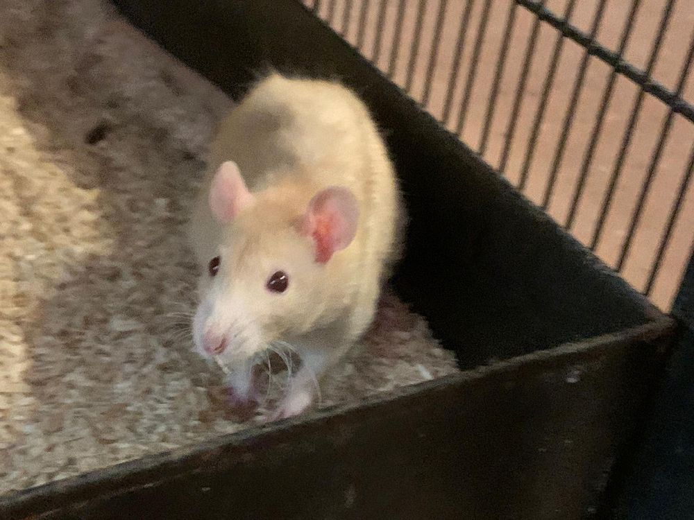 A blonde baby rat in the corner of a cage, he's a bit blurry due to moving 