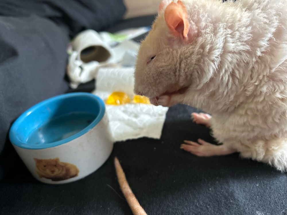 An old blonde rat nibbling on some food with a bowl of water in front of him