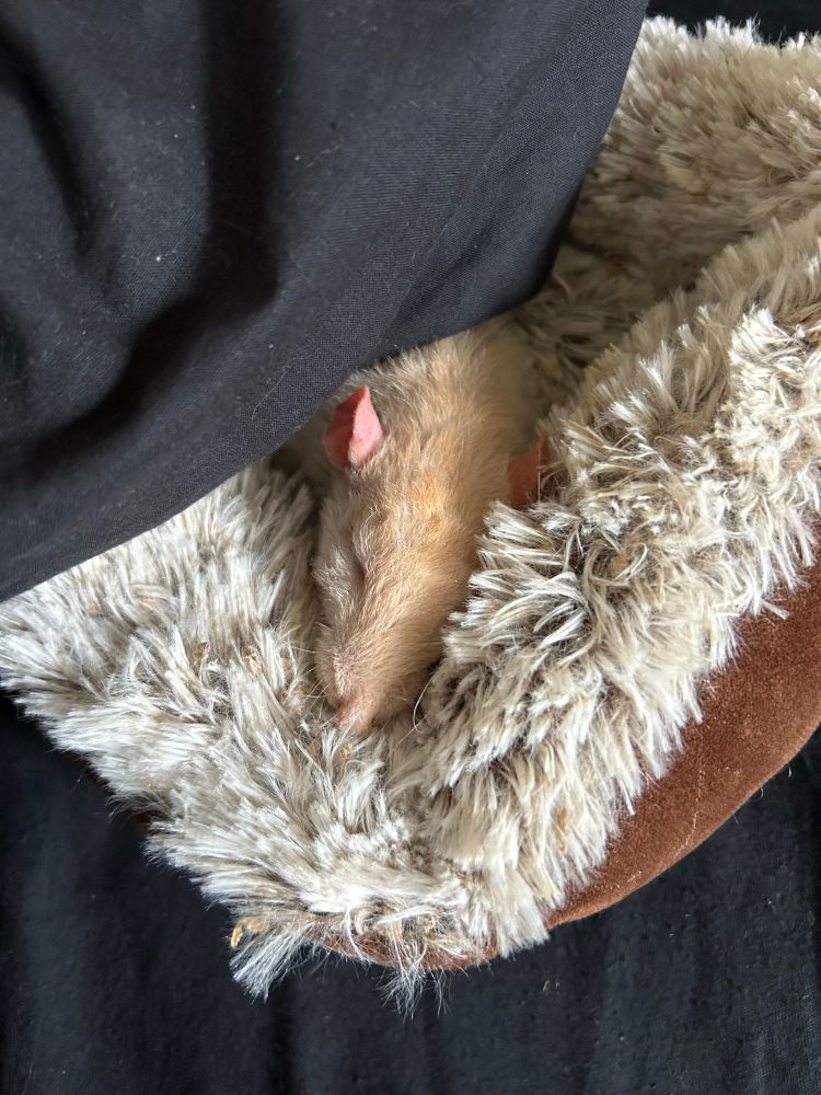 An old blonde rat sleeping in a fluffy bed under a blanket
