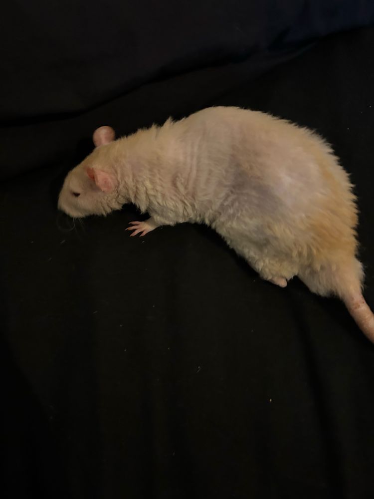 Old blonde rat against a black background, he looks a bit malnourished. He was pretty healthy, just really old