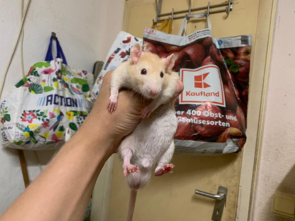 A blonde rat being held up for a picture
