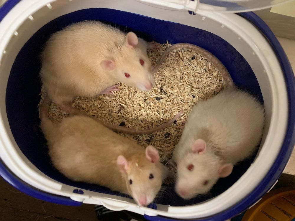 Three blonde baby rats in a carrier, looking up at the camera