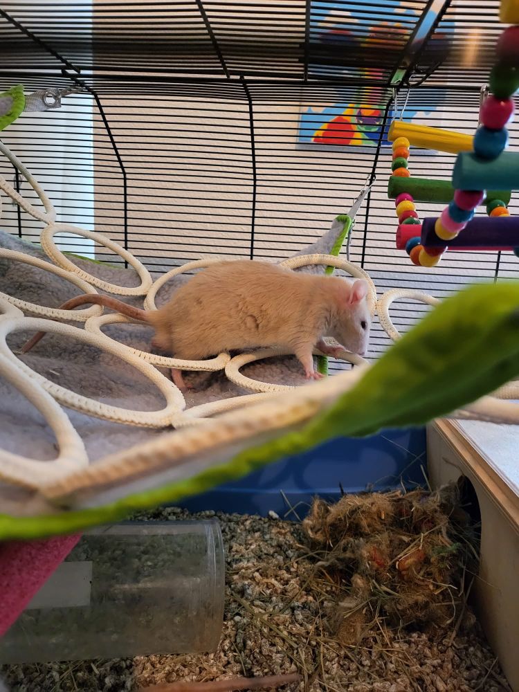 A blonde rat exploring his temporary new home