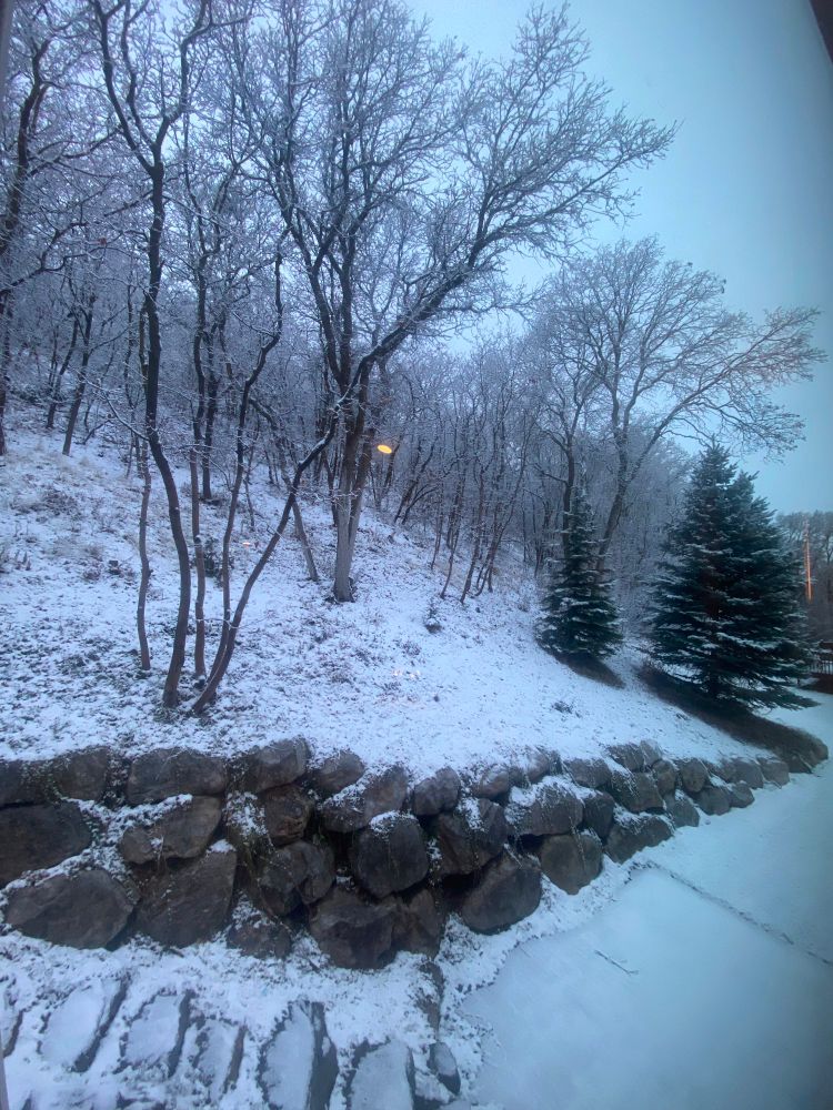 Christmas morning, a barren forest landscape with freshly fallen snow.