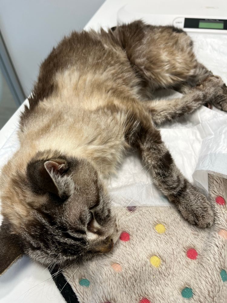 Cat laying on a vet table