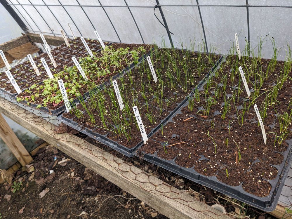 Four seventy-two cell trays of seedlings in a small greenhouse, two of onions, one with radish and turnips, and one with lettuce.