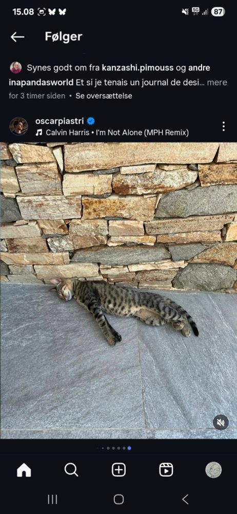 A screenshot from F1 driver Oscar Piastri's post on instagram from his summer holiday showing a cat stretching on the street.