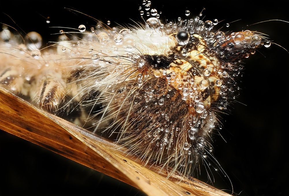 Detailed macrophotography of a catterpillar of the drinking moth covered with dewdrops