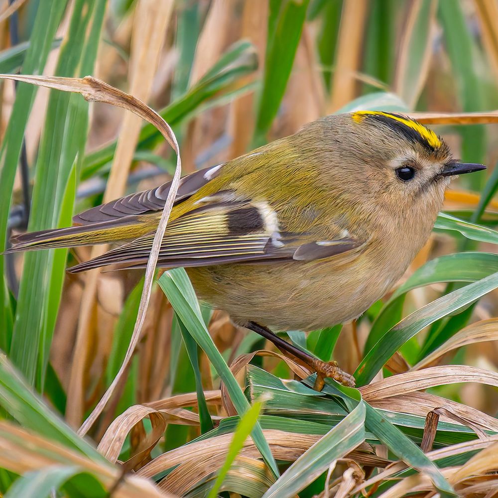 Wintergoldhähnchen im Schilf 