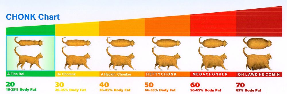Cat CHONK Chart (funny weight chart meme "a fine boi")