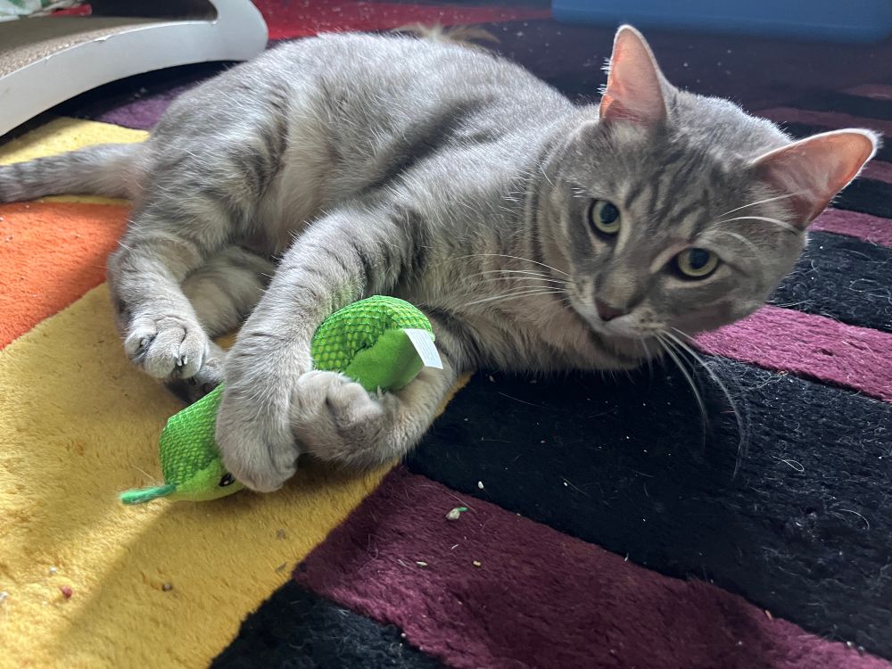 A gray tabby cat holds a pickle-shaped toy between his front paws, back legs prepared to kick it. He looks at the camera with curiosity 