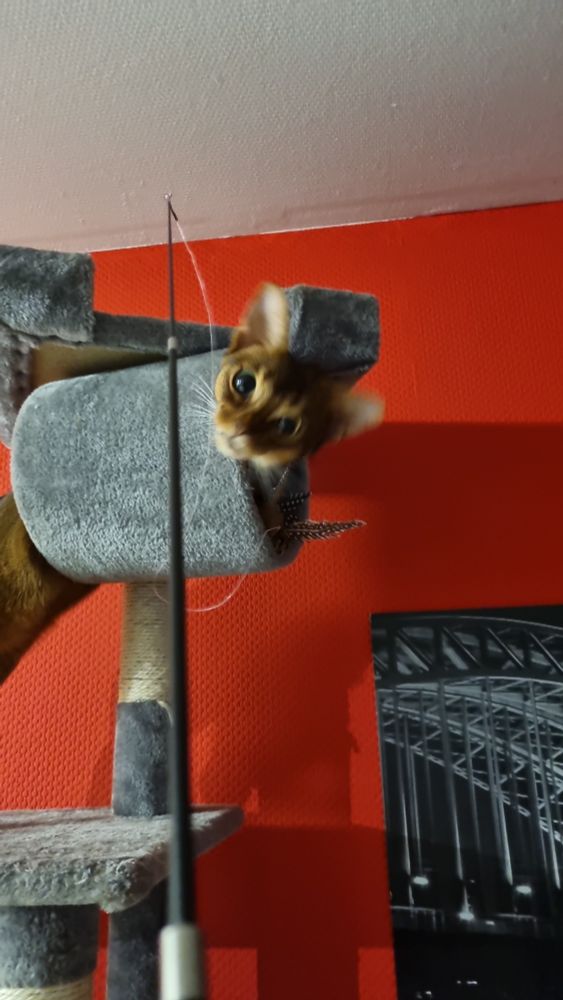 Katze hängt brim Spielen mit dem Oberkörper in der Röhre des grauen Kratzbaums vor einer roten Wand. Sie hält das Federspuelzeug in den Pfoten und schaut in die Kamera