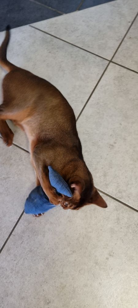 Brauner Kater spielt auf Fliesenboden mit blauem Jeansfisch