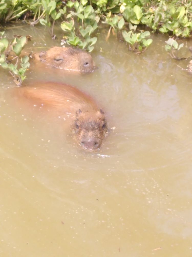 2 capybaras mostly submerged in murky water. One faces towards the camera, its face and back visible above the surface. The other is behind, only the top of its face is showing, but it looks bigger than the other one.