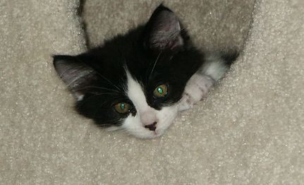Black and White kitten ruling in his tower.