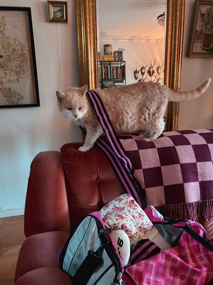 A beige cat wrapped in a handwrap