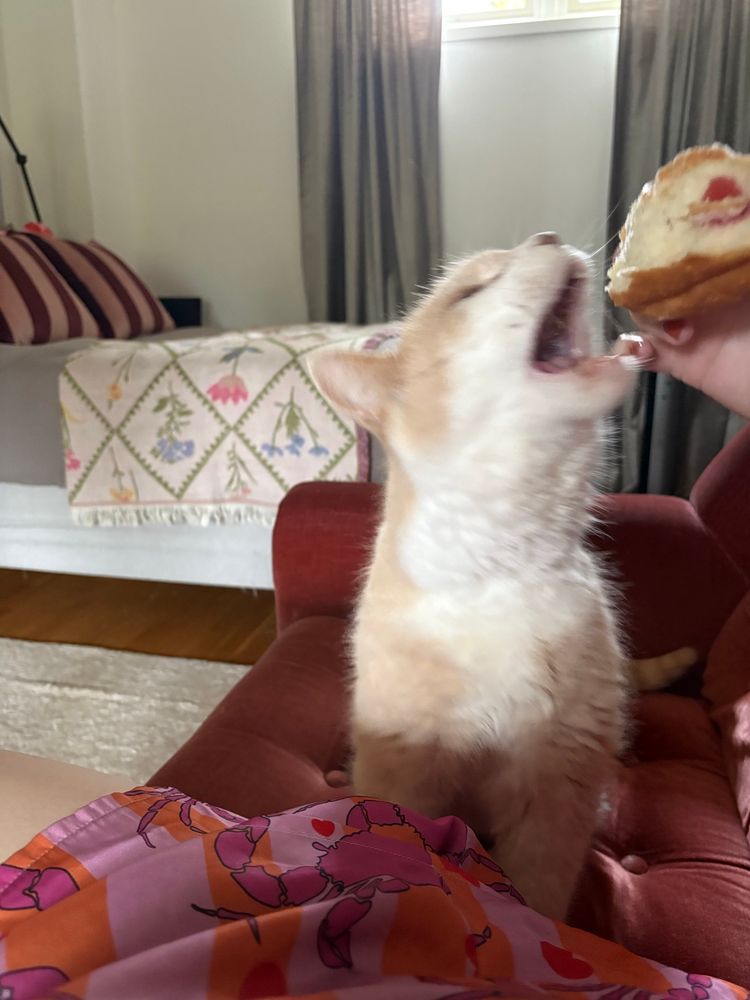 Cat trying to consume a doughnut