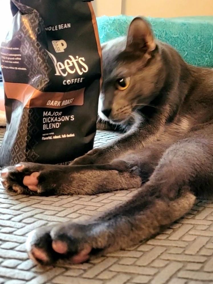 Gatsby lying next to a bag of Peet's brand coffee beans. His paws and toe beans are in the foreground.