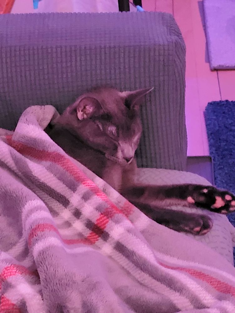 Gatsby asleep with his chin against his chest, cast in soft pink lighting.