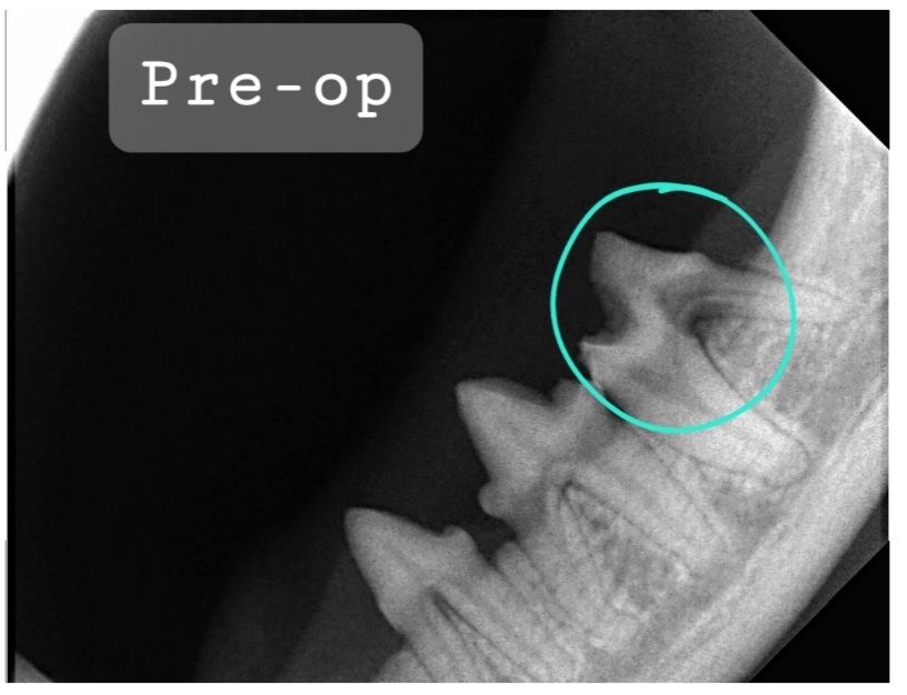 X-ray of Gatsby's problematic tooth before extraction, circled in blue. 