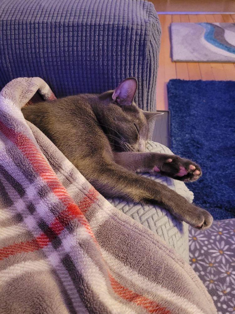 Gatsby asleep under a blanket on the couch with his head and front legs sticking out. One set of beautiful pink beans is on display.