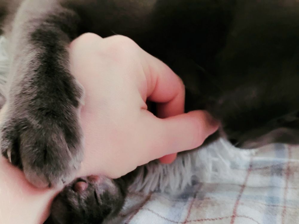 Gatsby hugging my wrist and gently biting my hand.