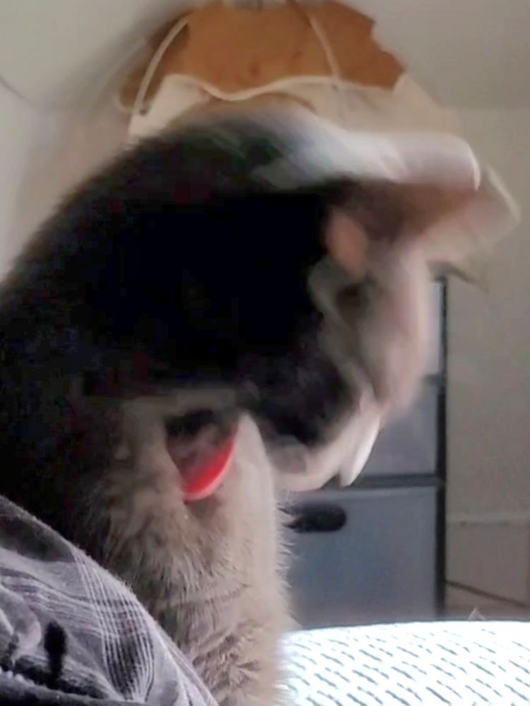 A low quality image of Gatsby in the middle of cleaning his chest. His mouth is open wide and his head, especially his ears, is blurry do to motion.