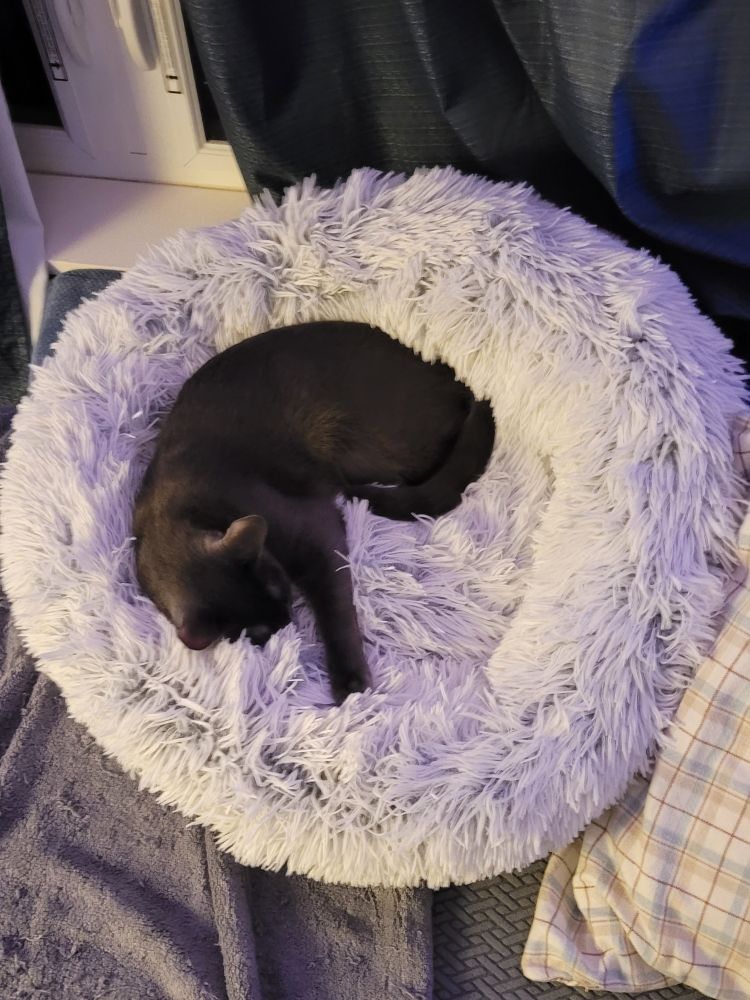 Gatsby curled up in his round fluffy bed. It's twice his size and could comfortably fit another cat inside.