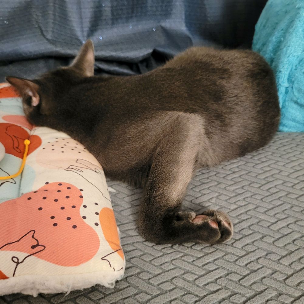 Gatsby laying in a twisted positoon with one of his front legs bent at the elbow and wrist, resembling a chicken wing.