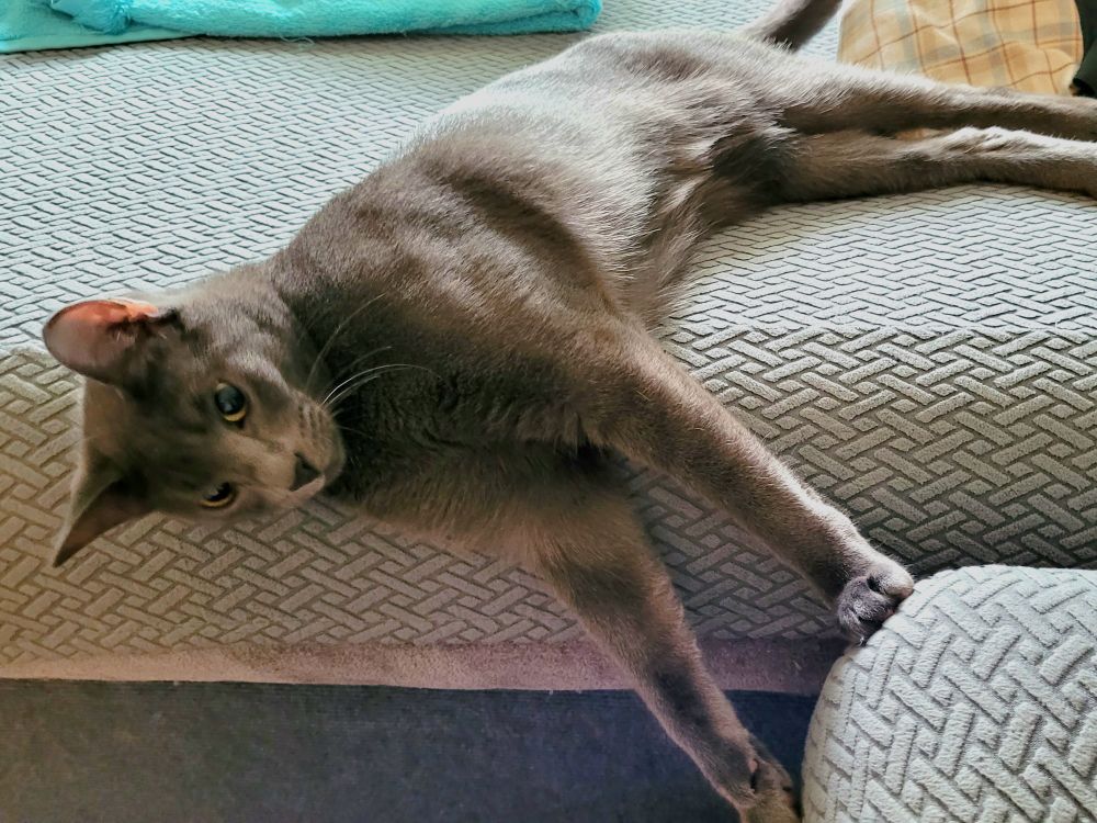 Gatsby on the couch with his head dangling off the side, looking at the camera. Both feet are braced against the corner of the sectional beside it.