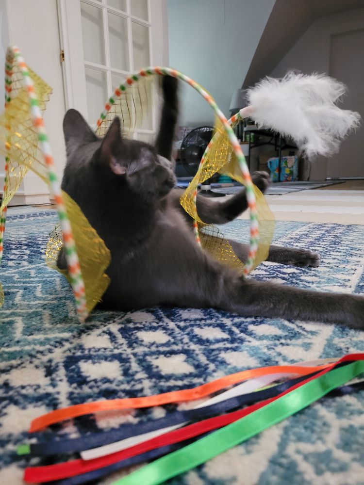 Gatsby on his side, swiping at the feather attached to his spiral tunnel.