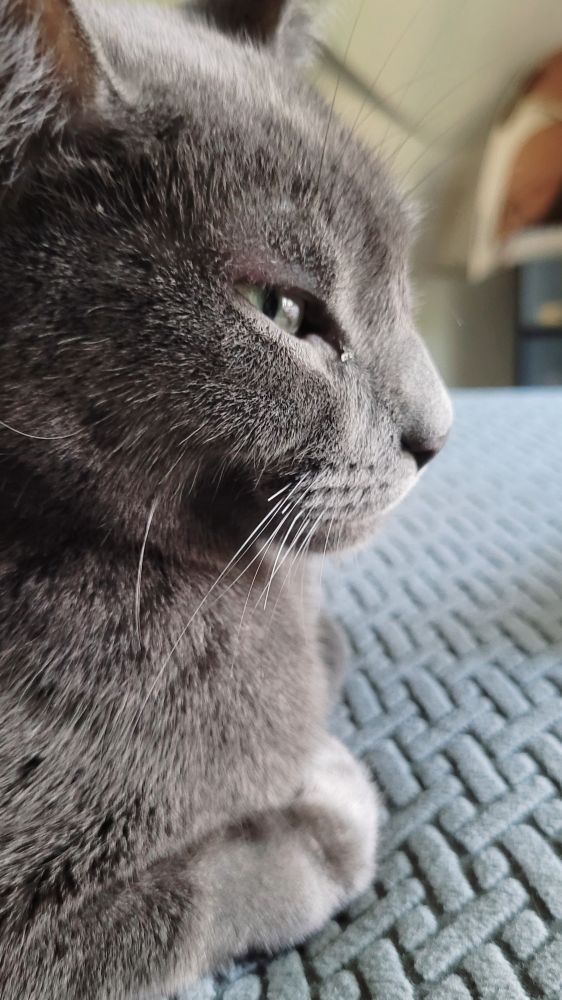 Side profile of Gatsby with his eyes narrowed and paws tucked under his chest. His posture is very 