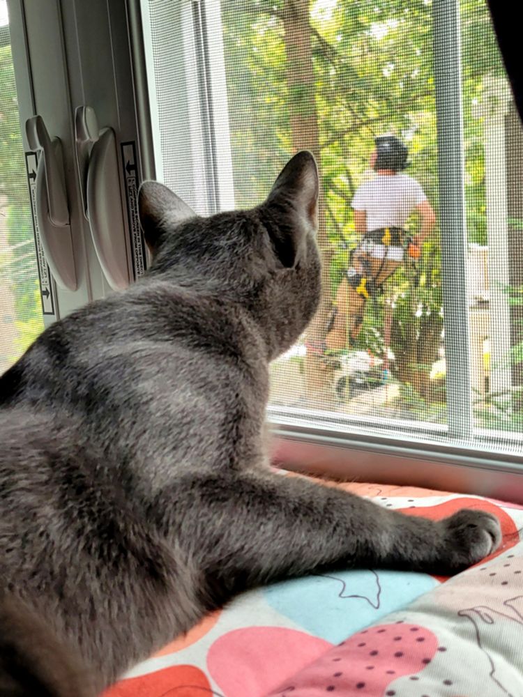 Gatsby looking closely out the window. There's a person standing with his back to the camera in the tree right outside.