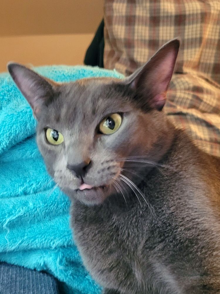 Gatsby doing a little blep.