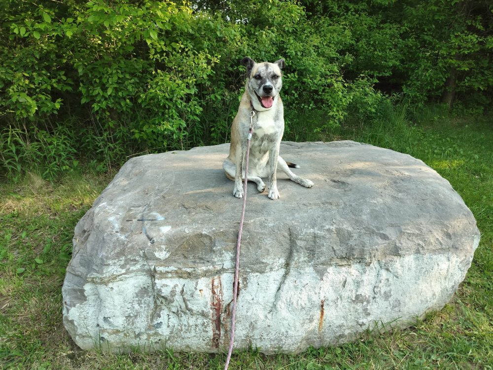 Dog perches proudly on a big flat rock