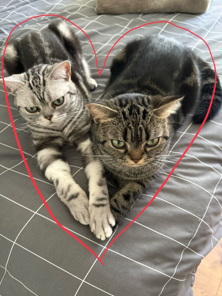 Cats with heart graphic