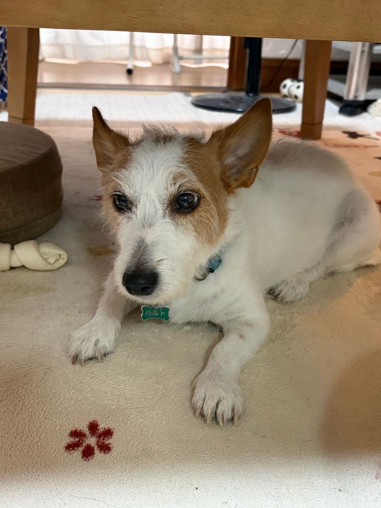 むくりと起きる犬