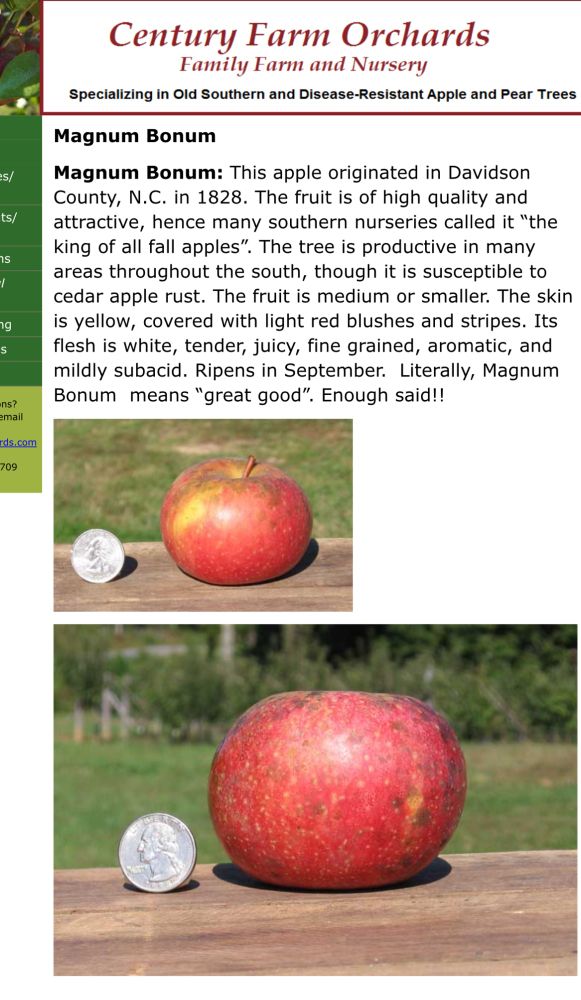 A screenshot of a old-fashion web page with a white background.
Two photos of a red apple, with a oval shape, and streaky, red and yellow skin.  A silver coin is beside, showing scale, being one-third the size. 
Words at the top -Century Farm Orchards- below - Magnum Bonum