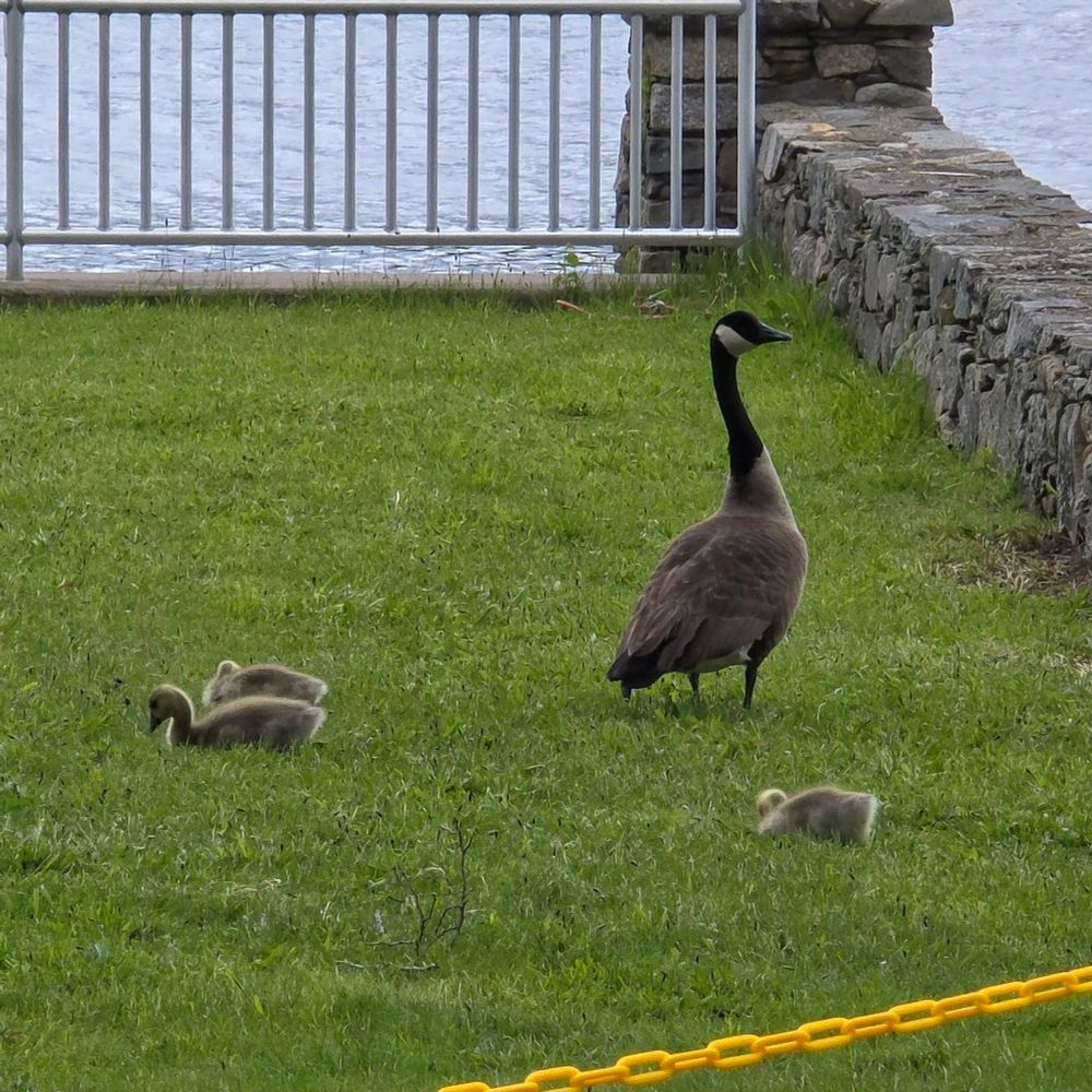 Goslings in the grass with either Mom or Dad.