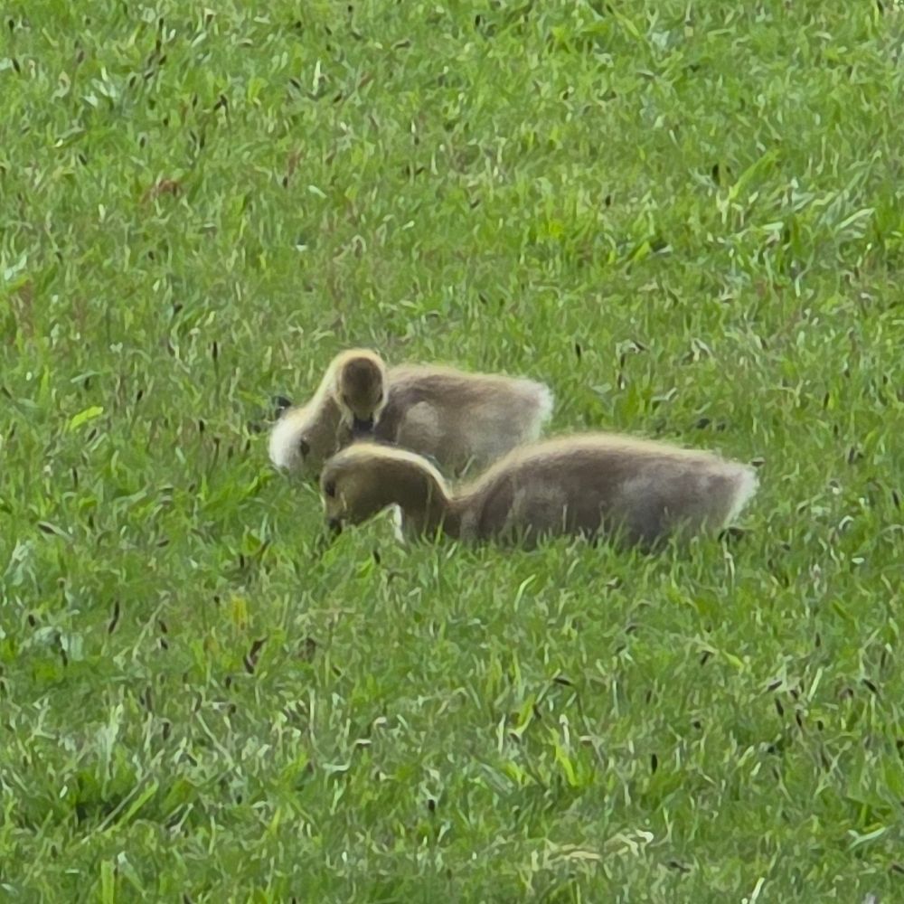 Goslings in the grass