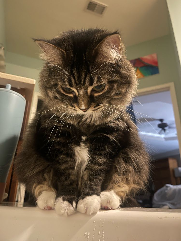 Tabby cat looks curiously into bath tub 