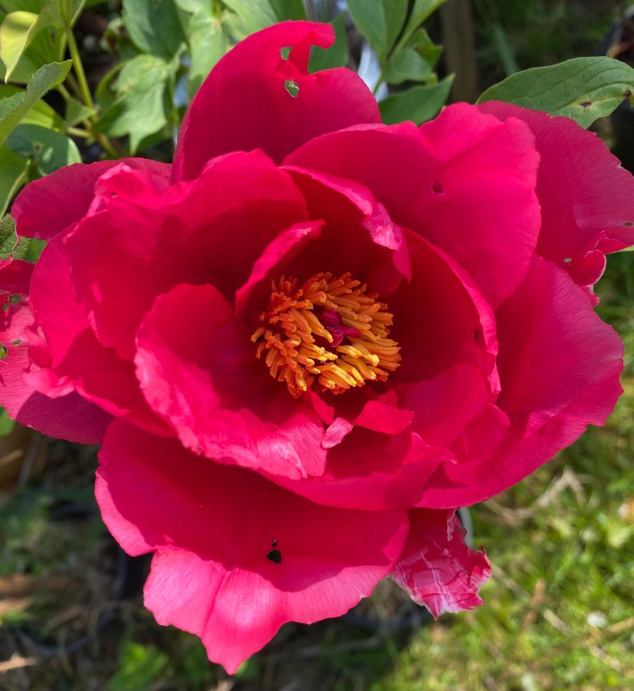 Multiple imbricate petals of a color that might be among those called pink, but very bright with a tinge of blue yet not purple maybe something like fuchsia some savant will have to name it.  Nestled amidst the many petals lurks a cluster of many golden-yellow stamens like a colony of hungry marine polyps