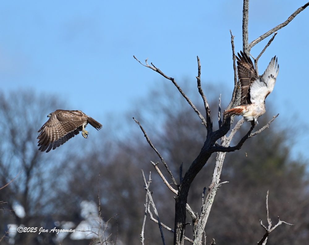 Red-tailed hawks
