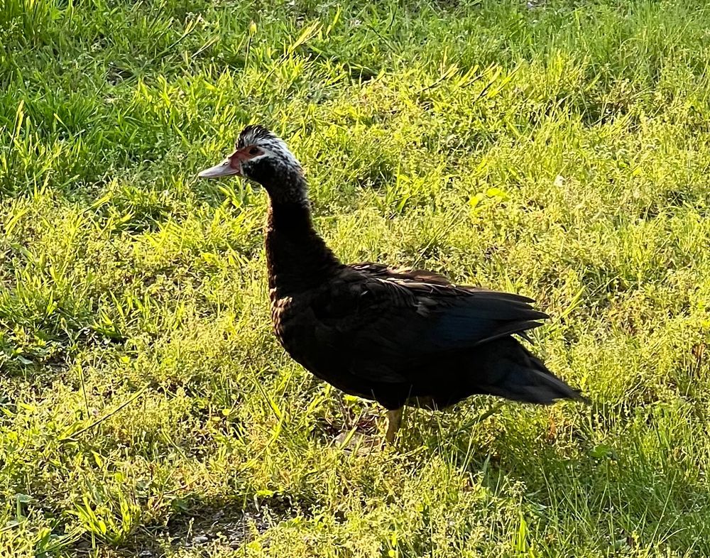 A black duck with a white and red head, possibly a Muskovy Duck