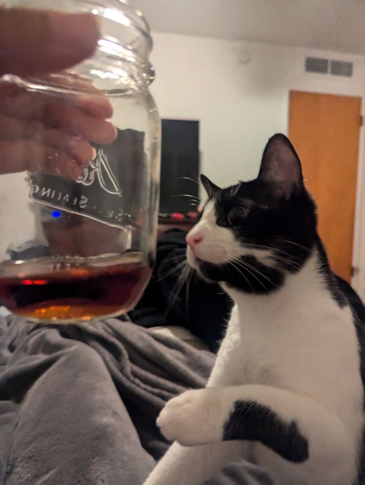 My tuxedo cat staring at my rum