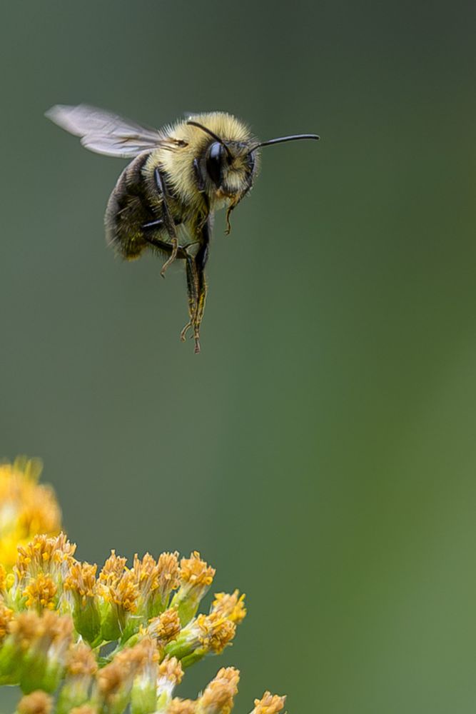 Bee in flight hovering above a yellow plant on the left. Green background. 