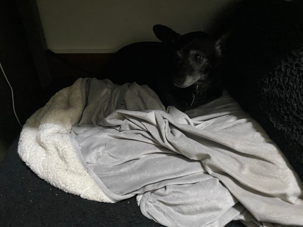 An older black dog with gray around his eyes and chin lying on a gray blanket and fuzzy black dog bed under my desk.
