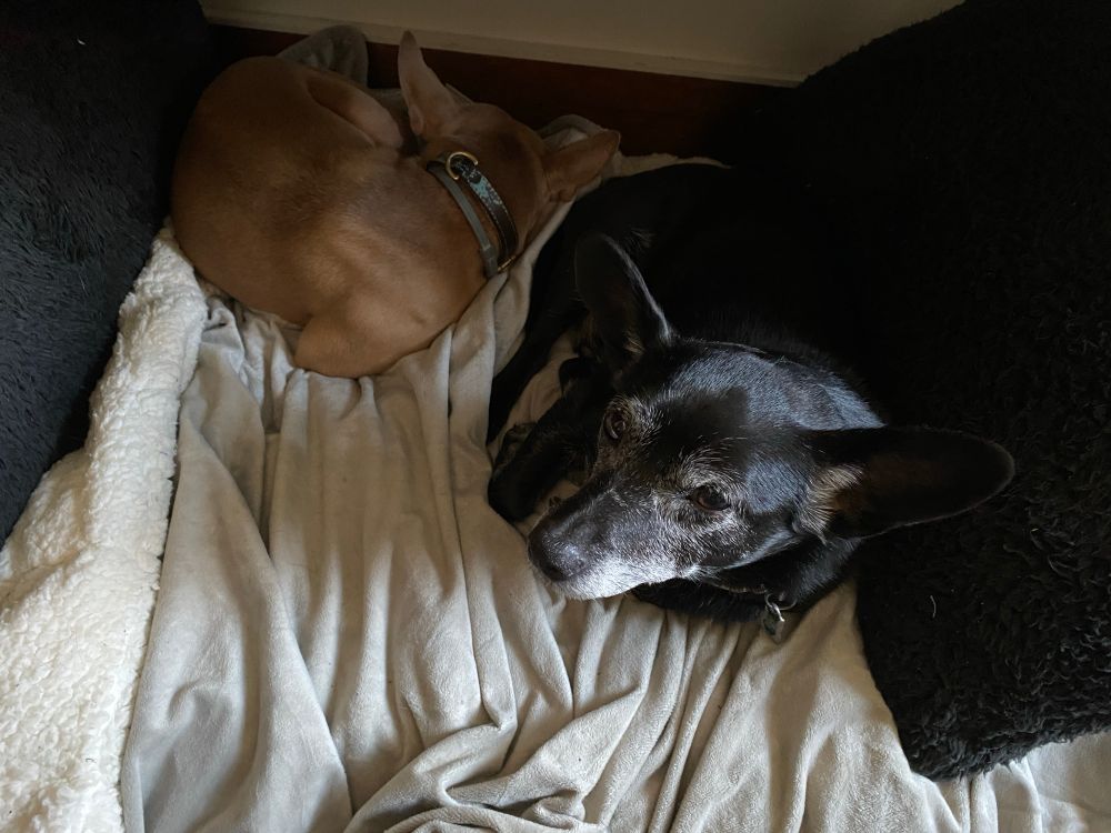 Two small dogs, one tiny brown pup curled up in a ball, and one old black dog looking up at the camera, lying on the dog bed under my desk.