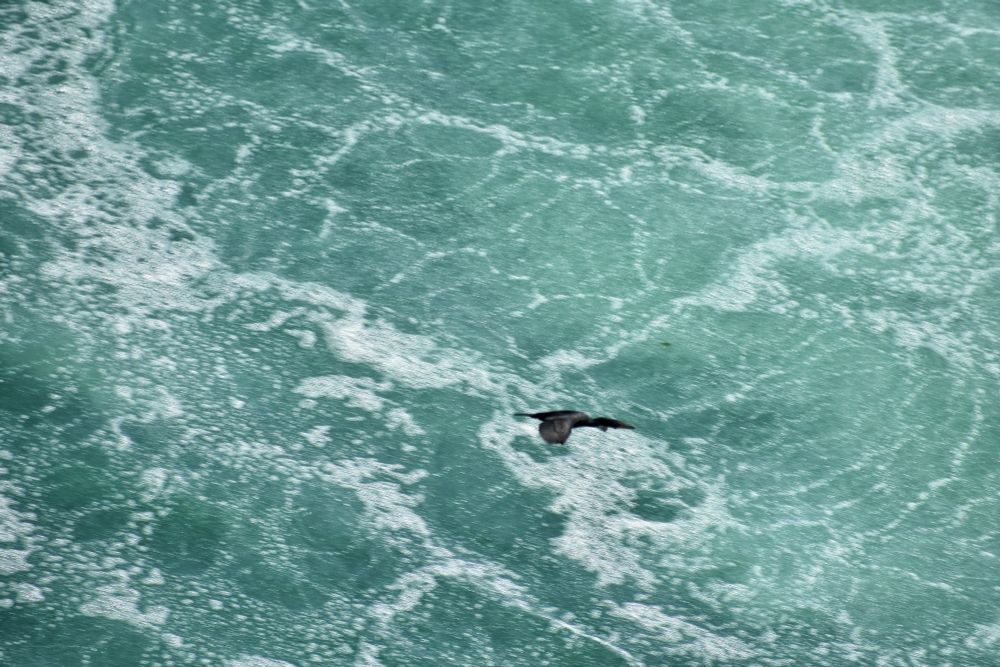 A cormorant flying ofer a churning river from water just having gone over the Canadian Falls at Niagara. 