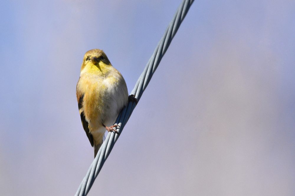 A winter plumage goldfinch on a wire.